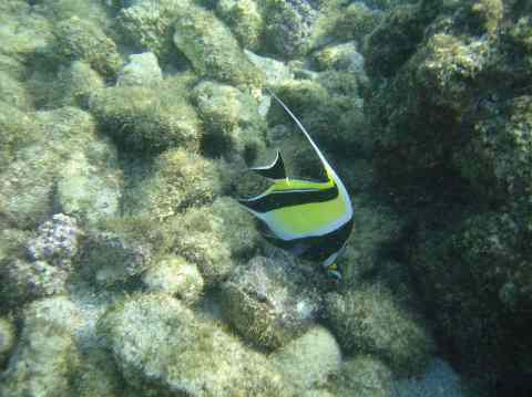 beautiful fish in Kona